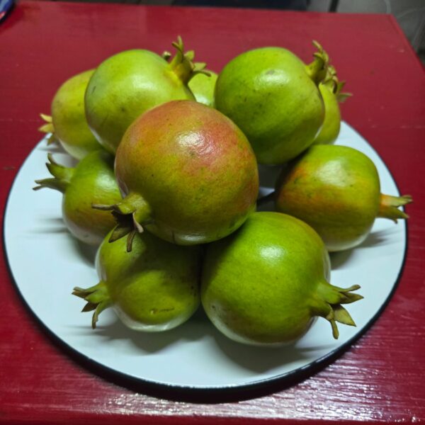 WhatsApp Image 2026-09-22 at 12.04.41 PM (1)